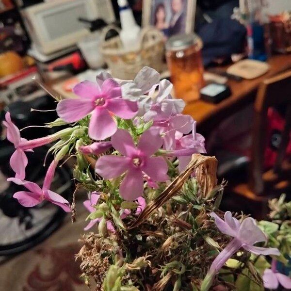 Phlox pilosa Fiore