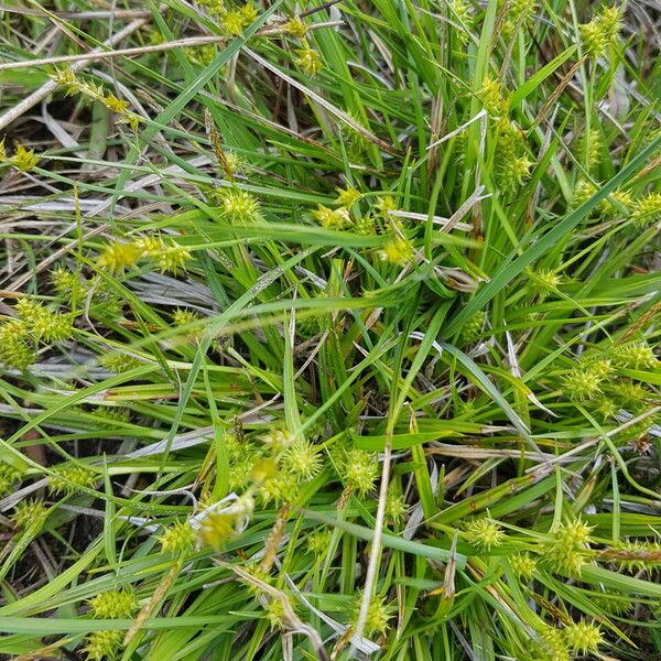 Carex oederi Fruit