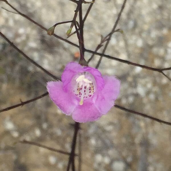 Agalinis edwardsiana 花