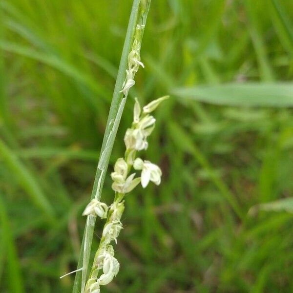 Lolium multiflorum Kukka