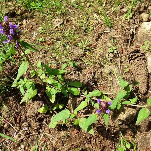 Prunella vulgaris ശീലം