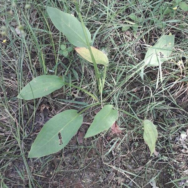 Alisma plantago-aquatica Лист