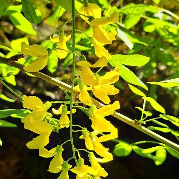 Laburnum alpinum फूल