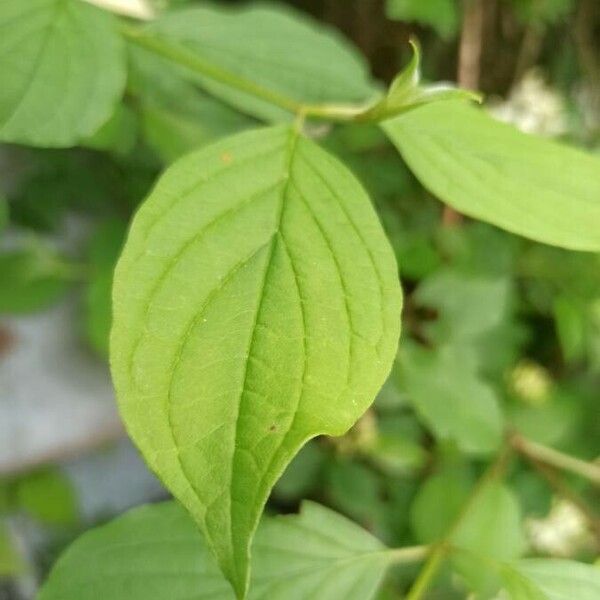 Cornus amomum Leaf