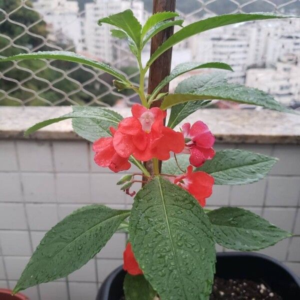 Impatiens balsamina عادت داشتن