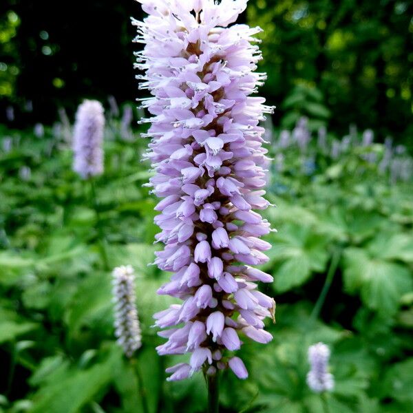 Bistorta officinalis Flor