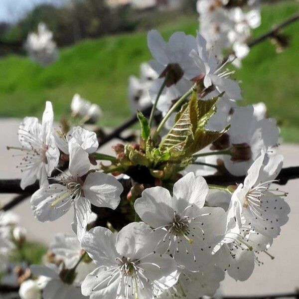 Prunus cerasus Blüte