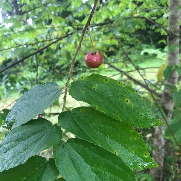 Muntingia calabura Fruit