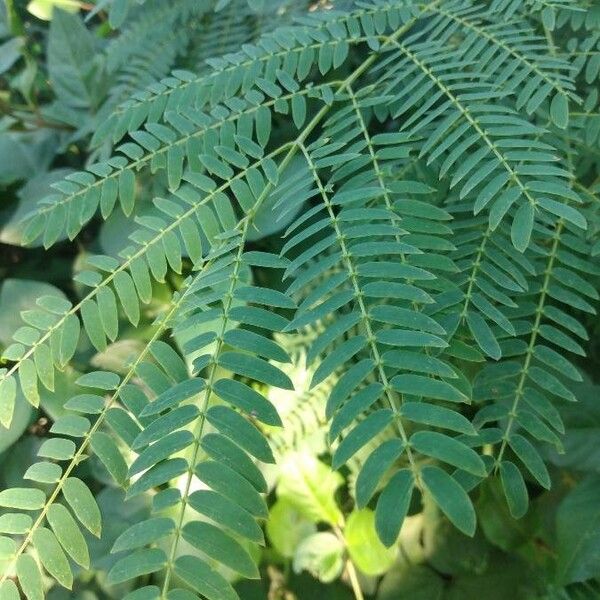 Leucaena leucocephala Φύλλο