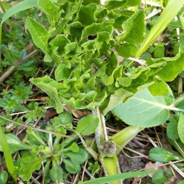 Opopanax chironium Frunză