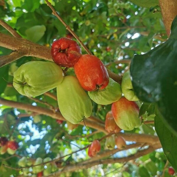 Syzygium malaccense ফল