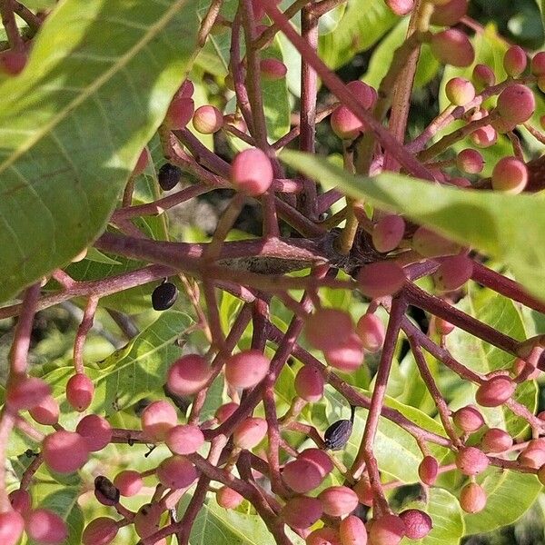 Pistacia terebinthus Φρούτο