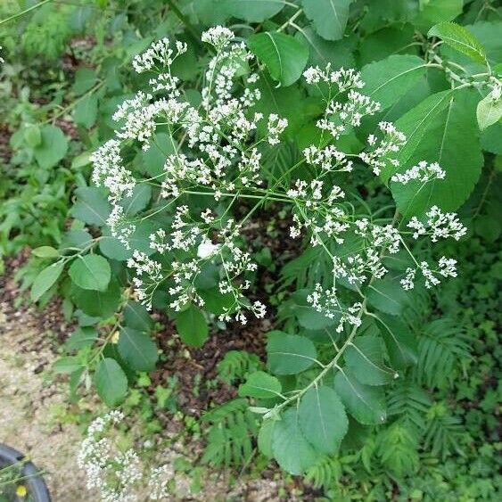 Datisca cannabina Flower