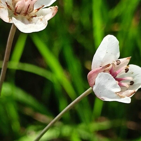 Butomus umbellatus Lorea