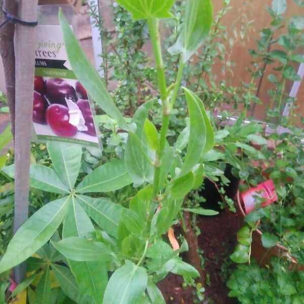 Rumex usambarensis Frunză