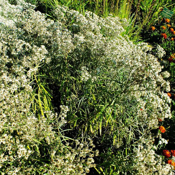 Anaphalis margaritacea Blad