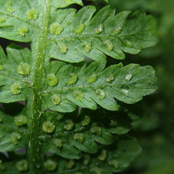 Deparia boryana Leaf