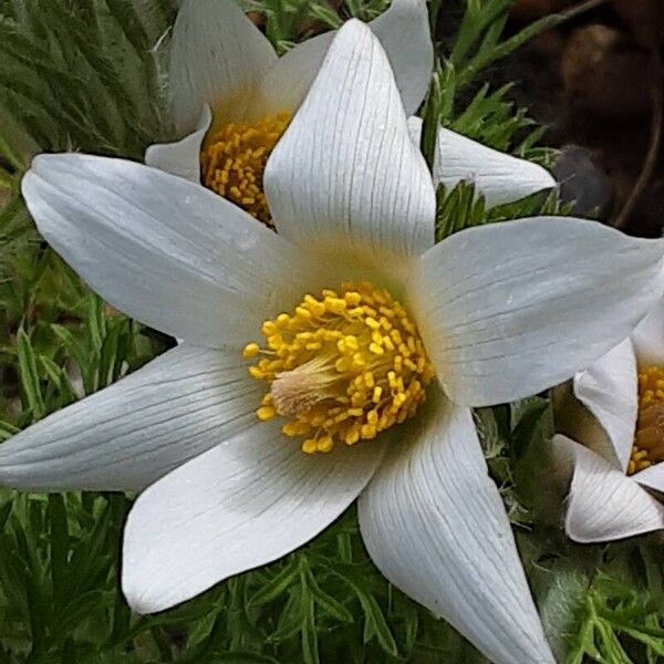 Pulsatilla alpina Flor