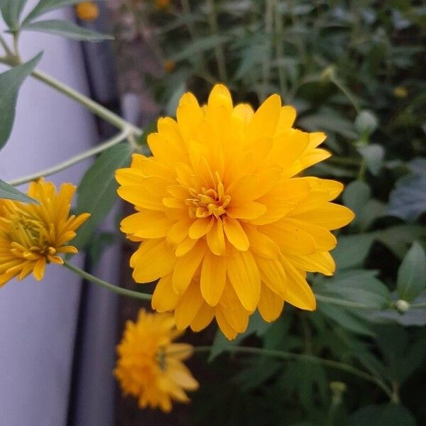 Rudbeckia laciniata Flower