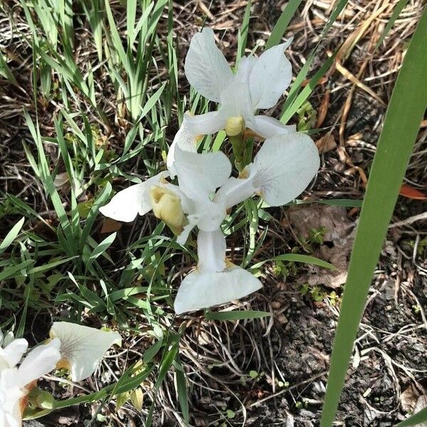 Iris albicans 花