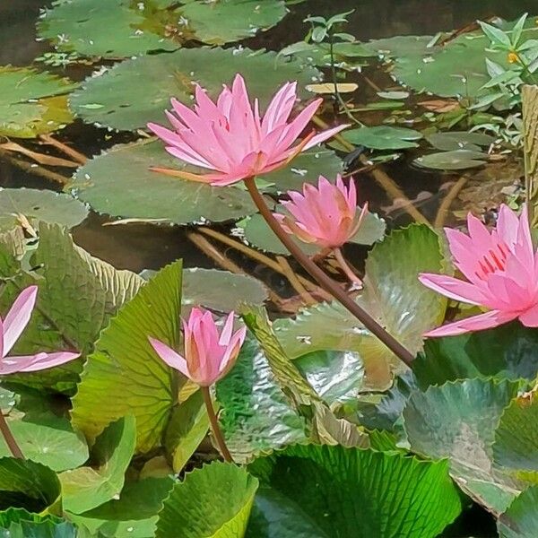 Nymphaea rubra Flower