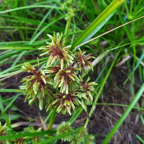 Cyperus eragrostis পাতা