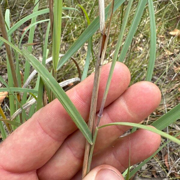 Capillipedium spicigerum Leaf