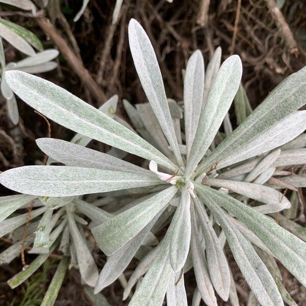 Helichrysum melaleucum Leaf