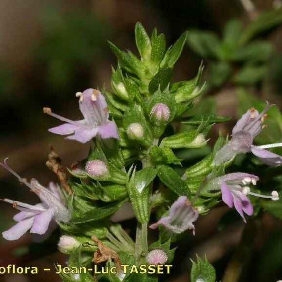 Thymus nitens Kwiat