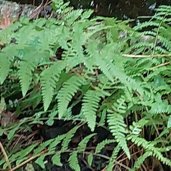 Thelypteris palustris Blatt