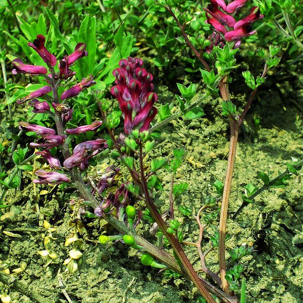 Fumaria officinalis Συνήθη χαρακτηριστικά