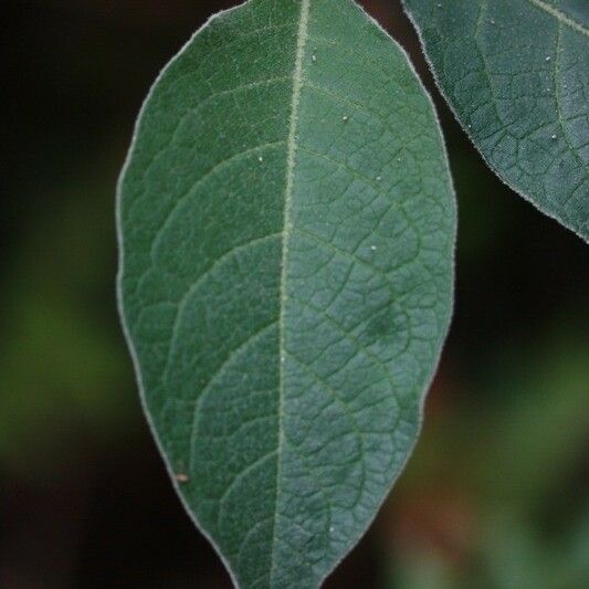 Solanum mauritianum Levél