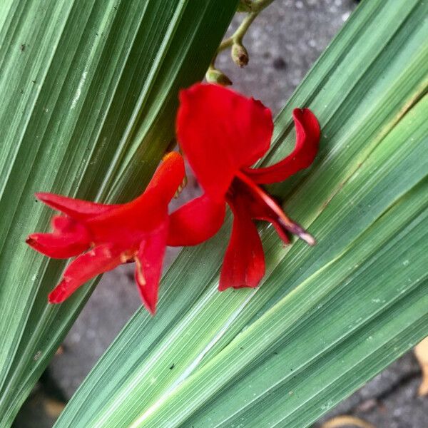 Crocosmia × crocosmiiflora 花