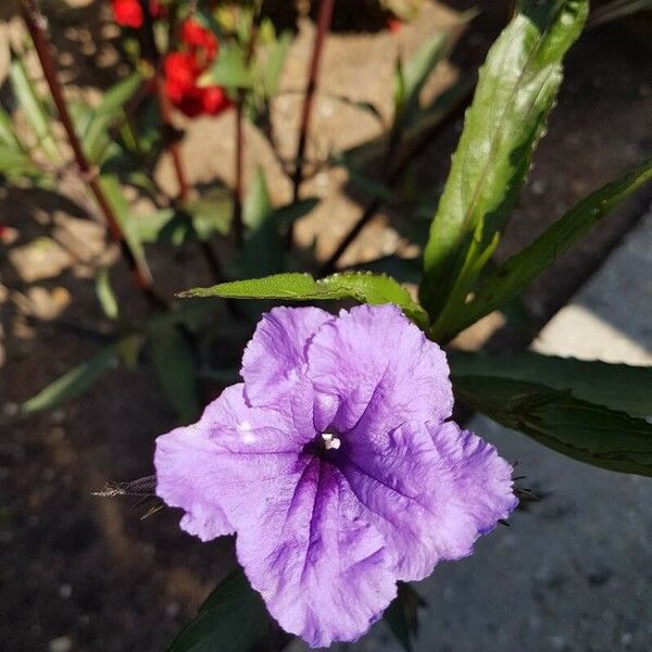 Ruellia simplex Floro