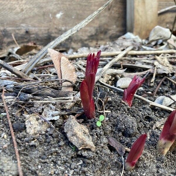 Corallorhiza maculata Kwiat