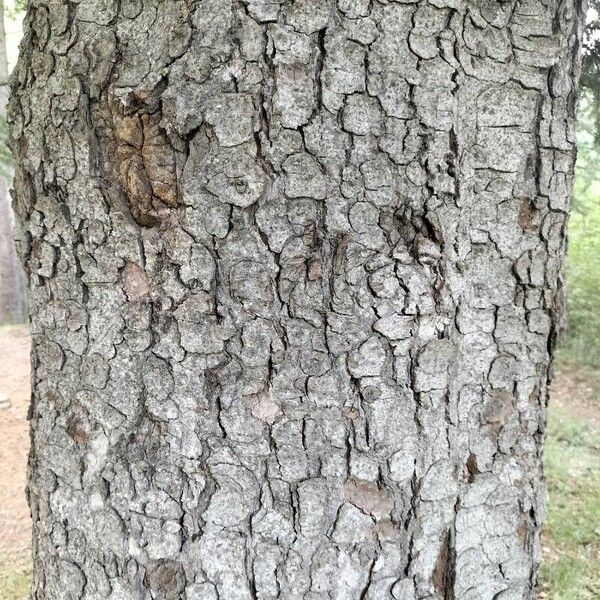 Bark