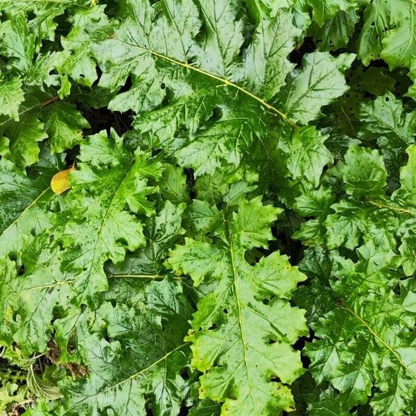 Acanthus spinosus Blatt