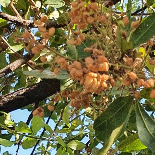 Searsia natalensis ഫലം