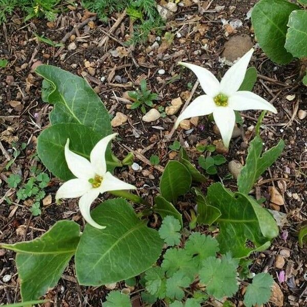 Jaborosa integrifolia Λουλούδι