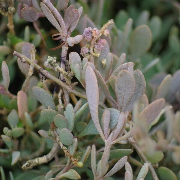 Atriplex portulacoides Blad