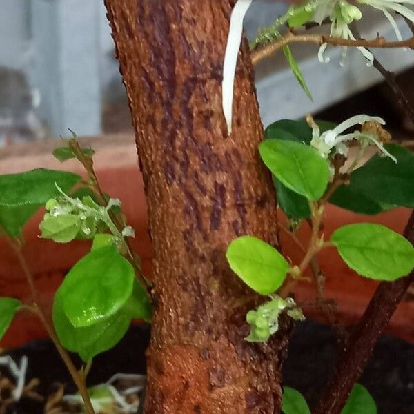 Loropetalum chinense Bark