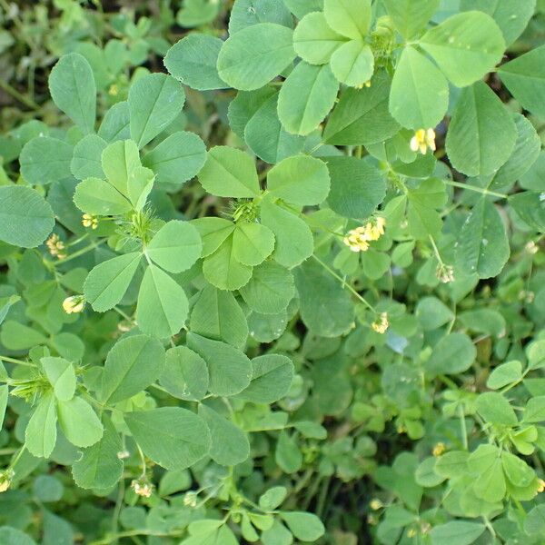 Medicago polymorpha Leaf