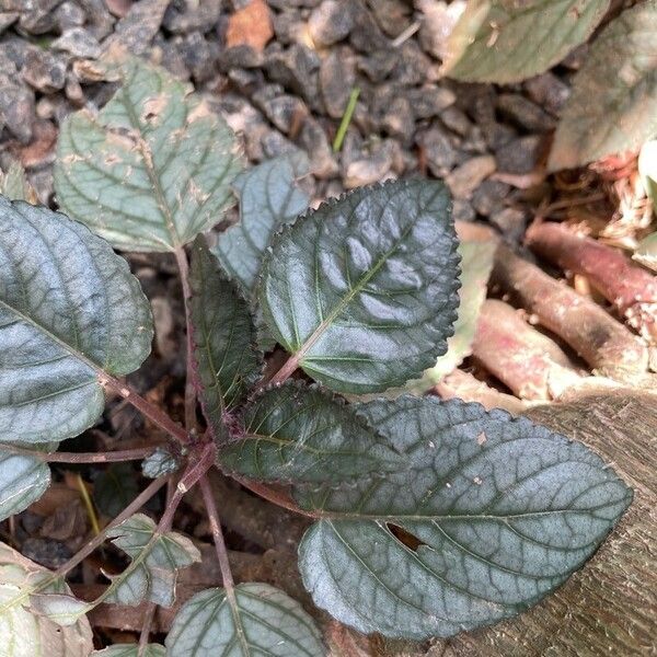 Strobilanthes alternata Fulla