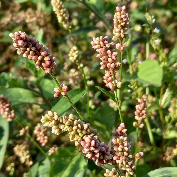 Persicaria maculosa Flower