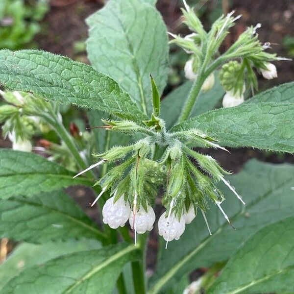 Symphytum orientale Flower