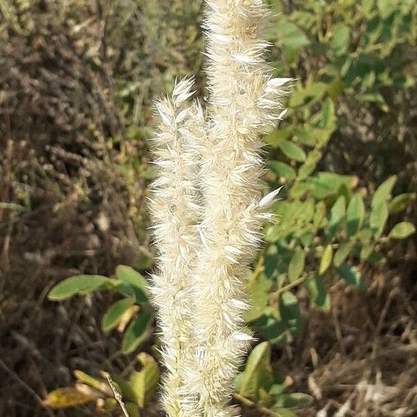 Melica ciliata Flower