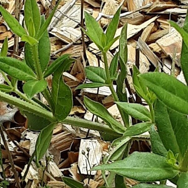 Rubia tinctorum Habit