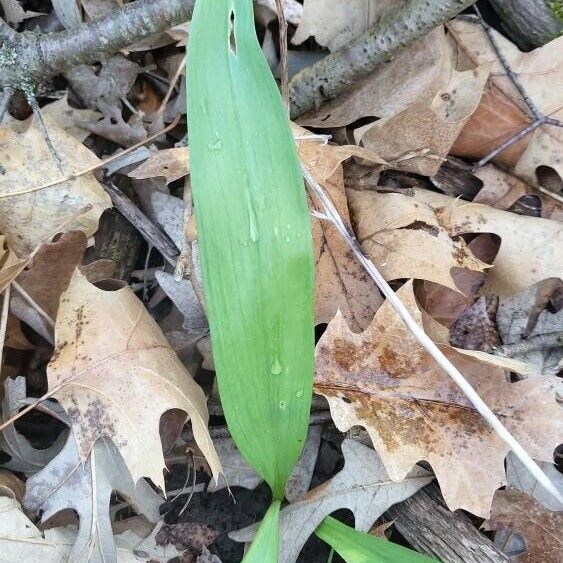 Allium tricoccum Yaprak