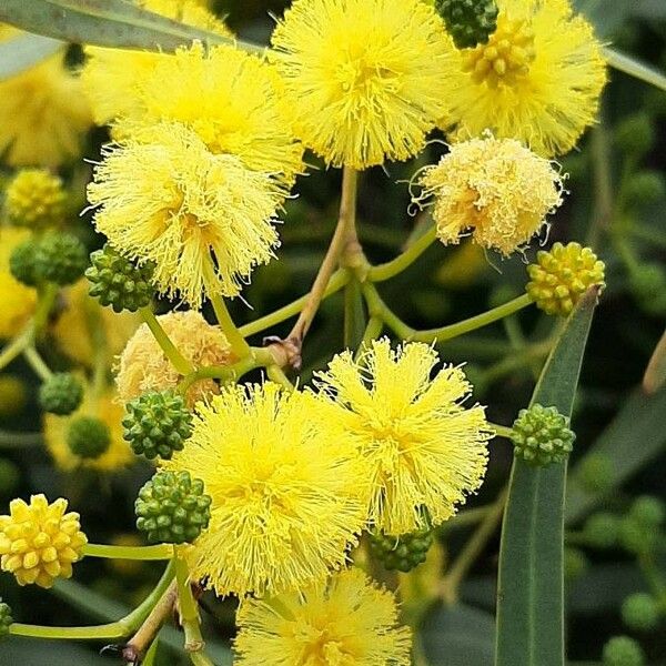 Acacia pycnantha Квітка