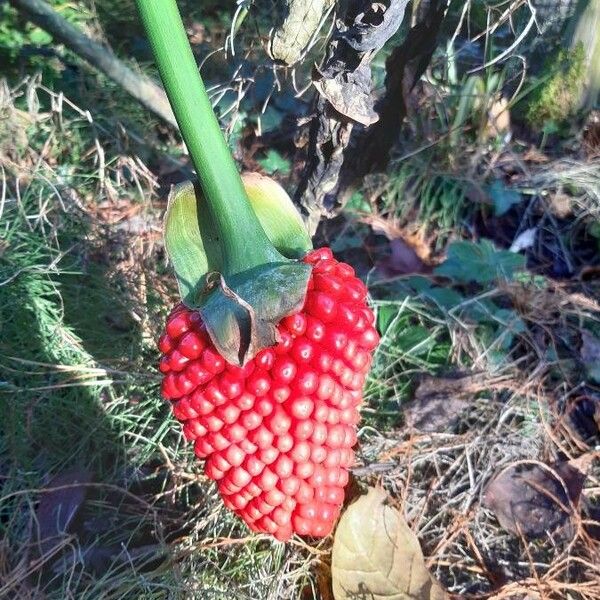 Arisaema dracontium Frucht